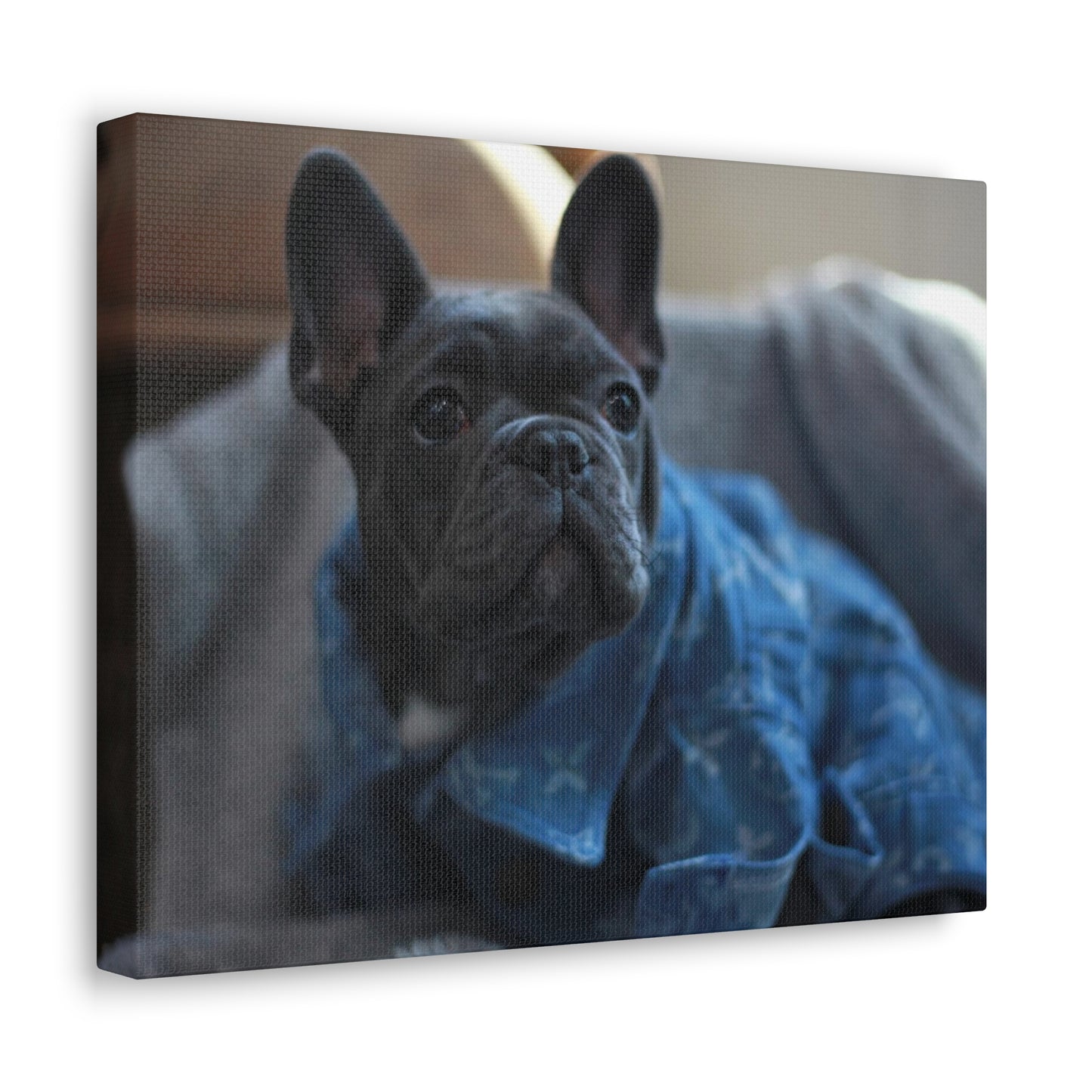 Frenchie Canvas Wrap