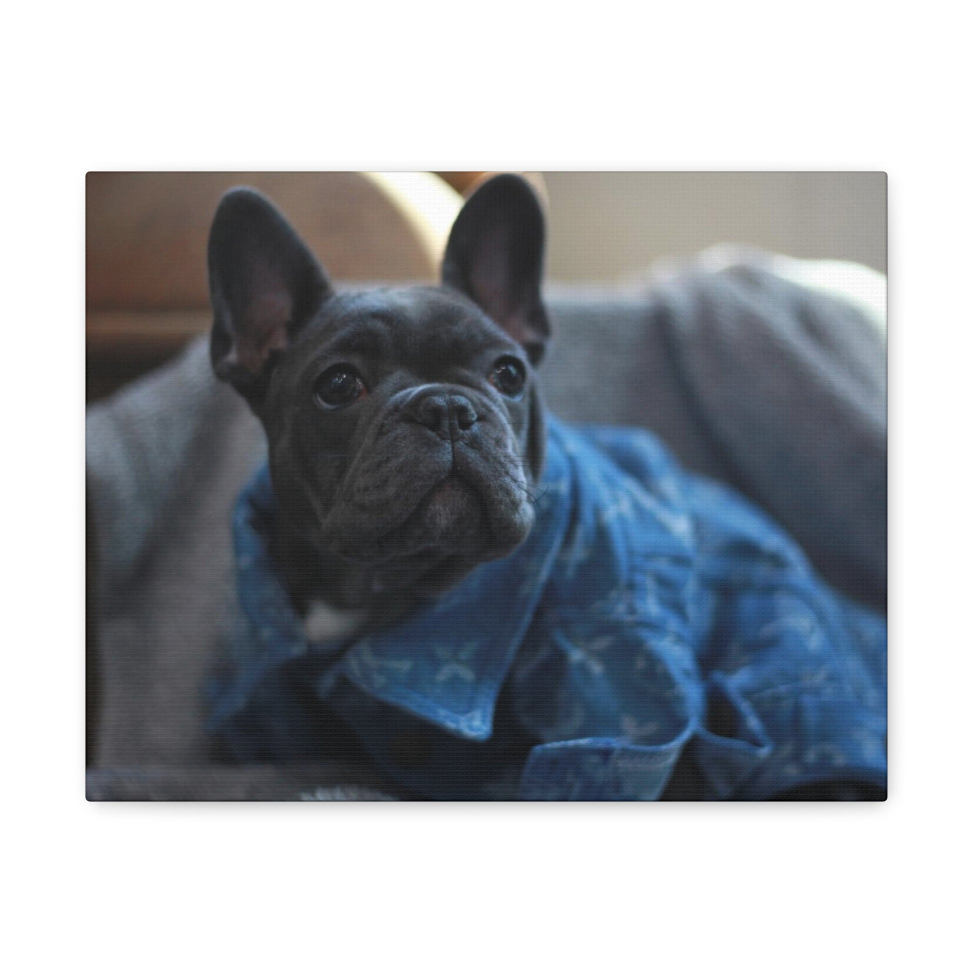 Frenchie Canvas Wrap photograph artwork